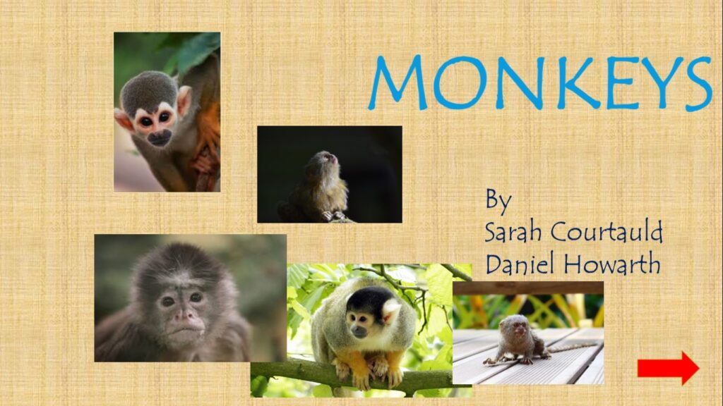 monkeys