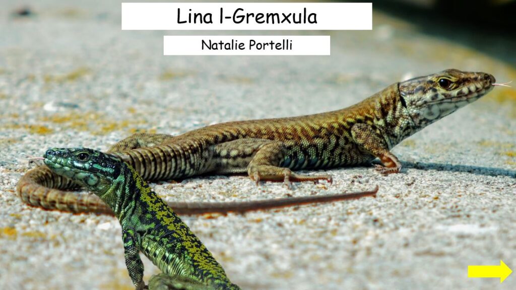 Lina l-Gremxula Kinder 1