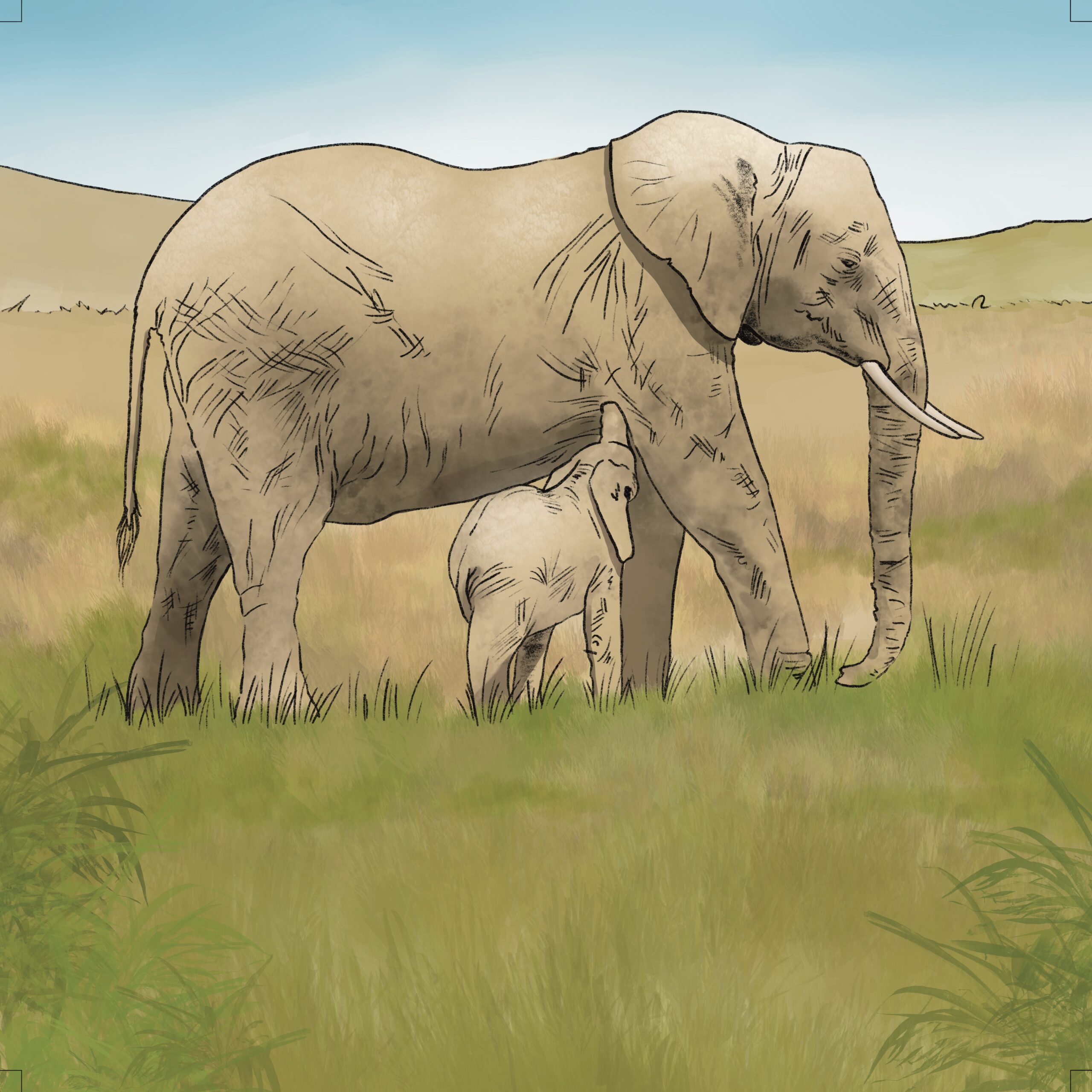 Iljunfant