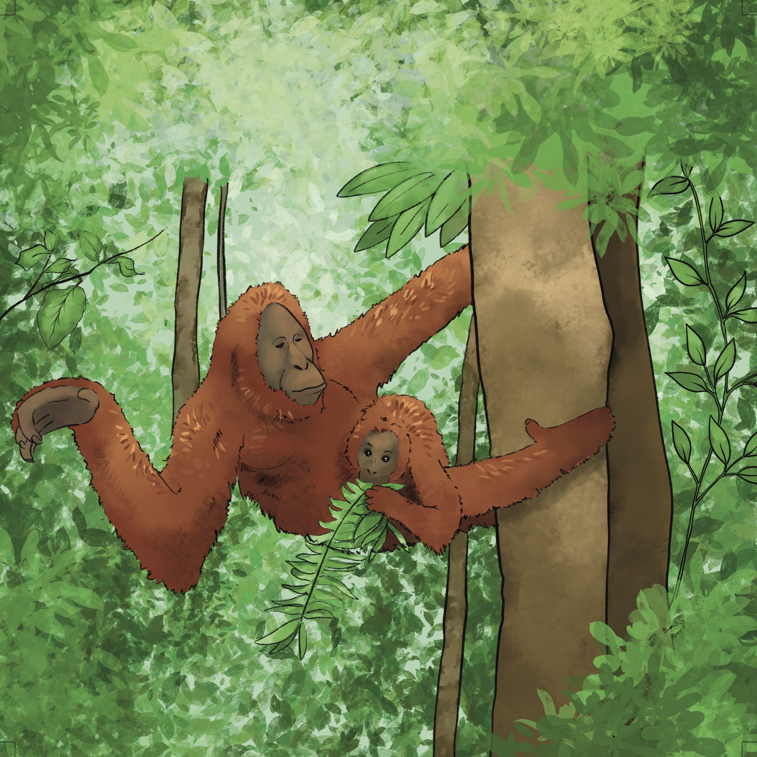 Orangutan